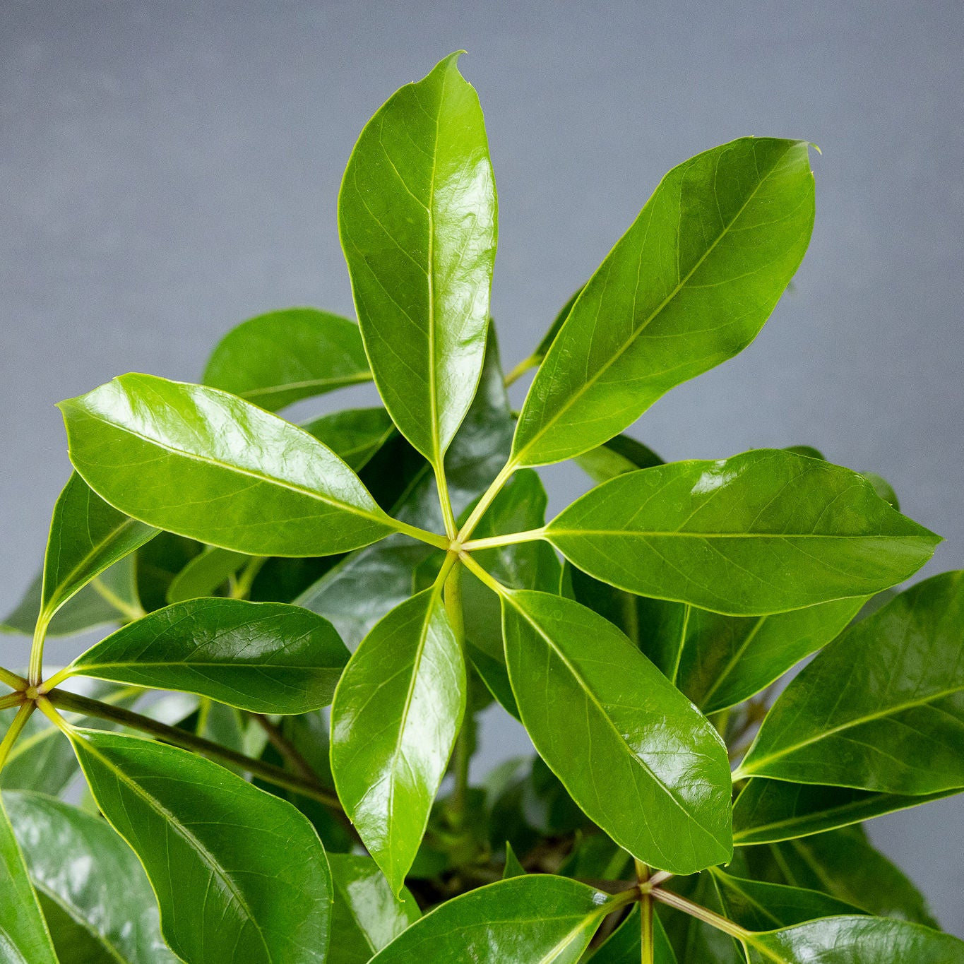 Schefflera 'Amate'