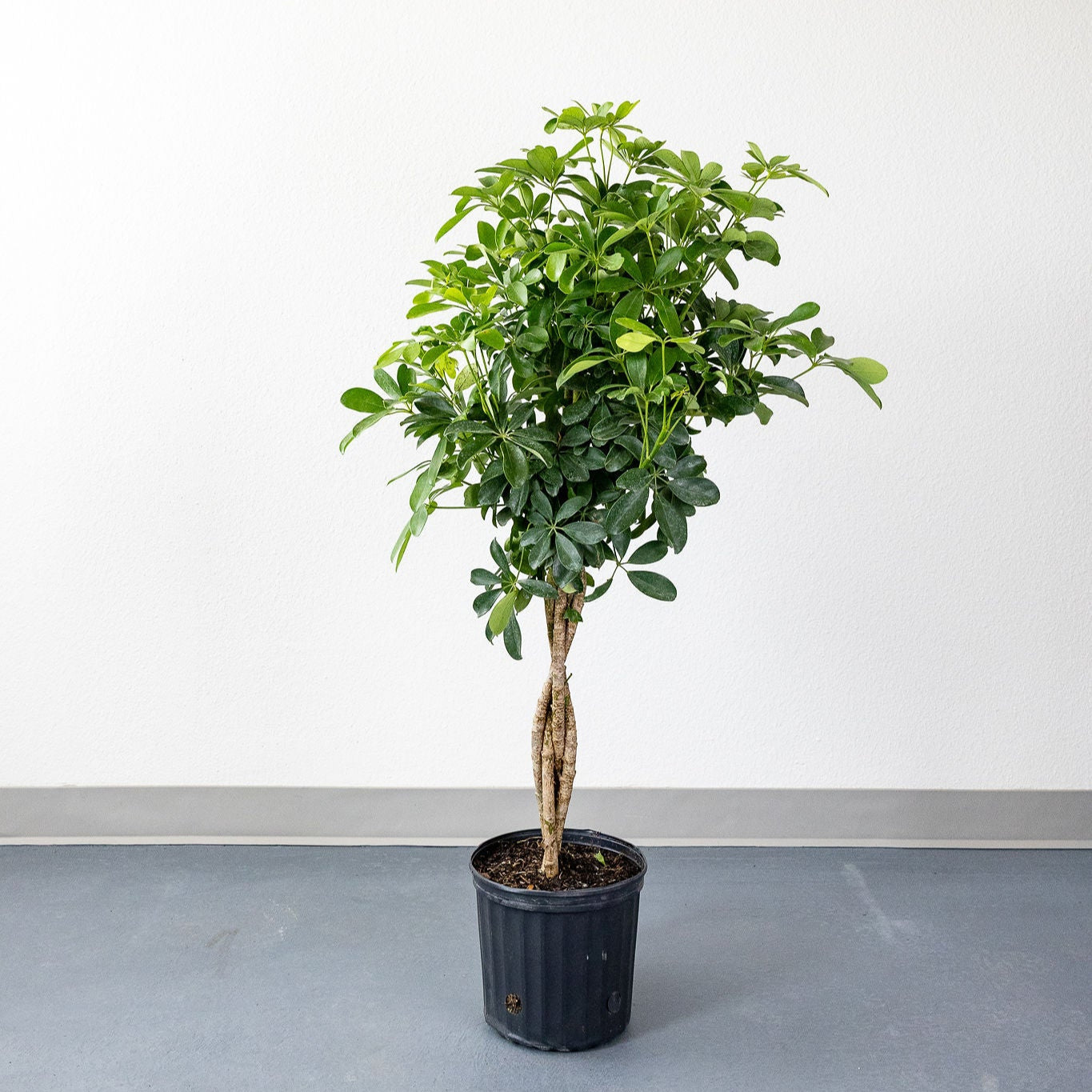schefflera arboricola braid bugs Schefflera 'Arboricola Braid'