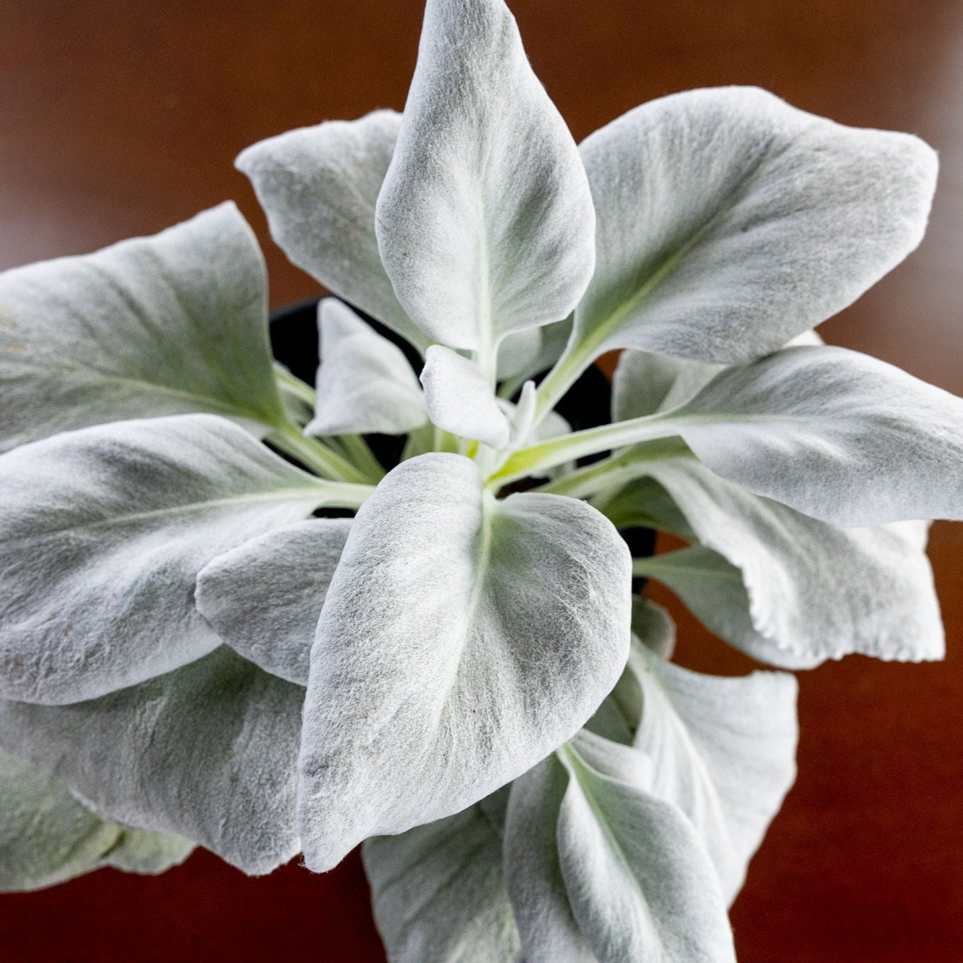 Senecio 'Angel Wings'