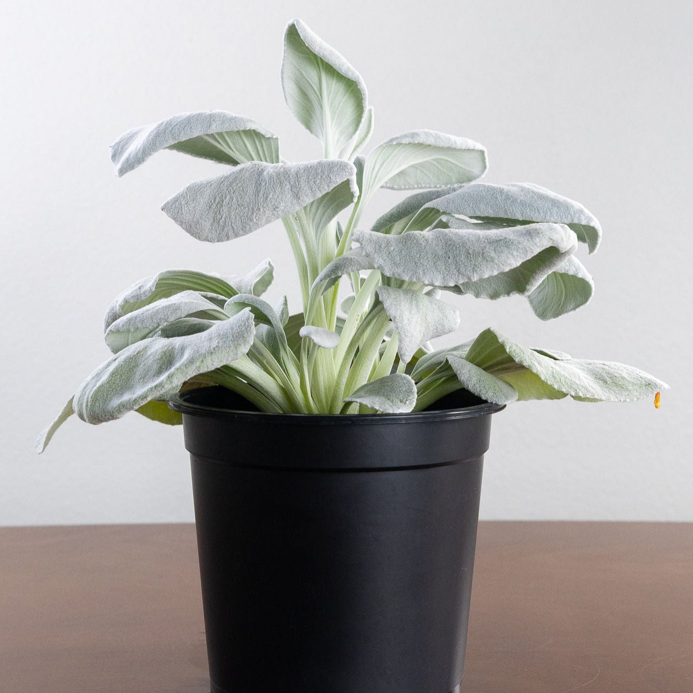 Senecio 'Angel Wings'