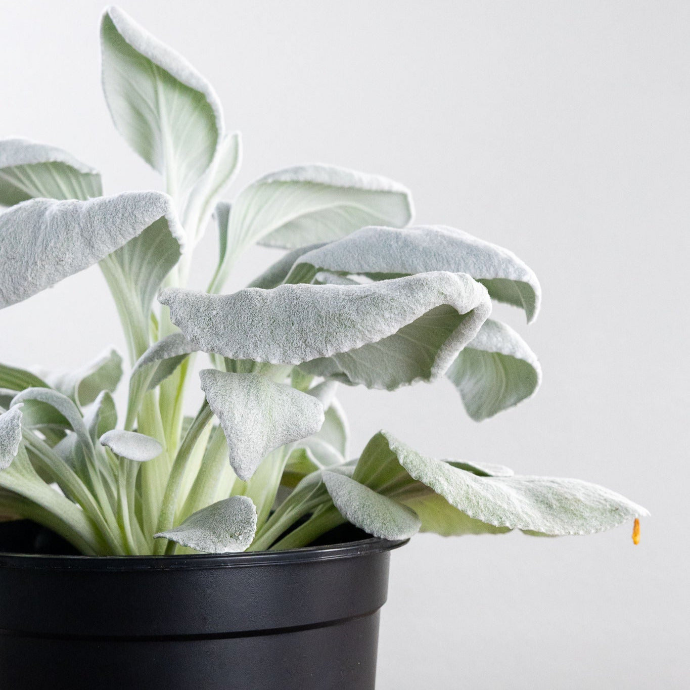 Senecio 'Angel Wings'