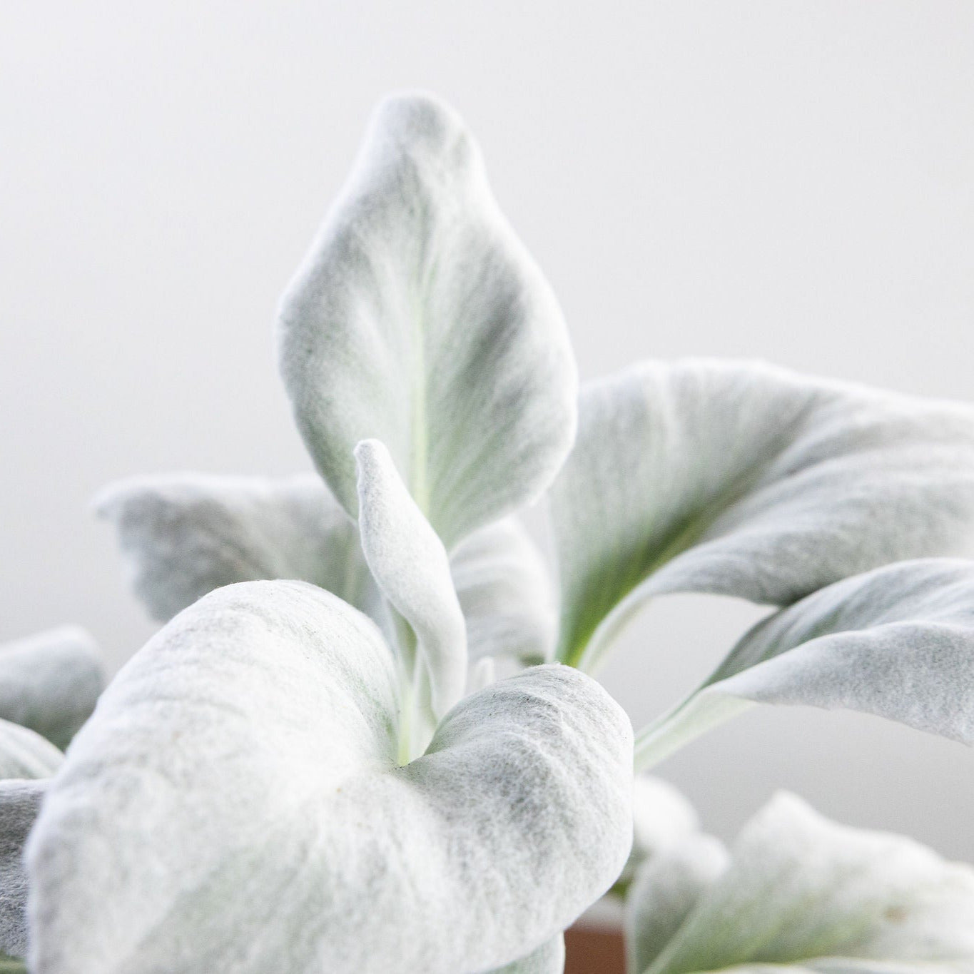 Senecio 'Angel Wings'