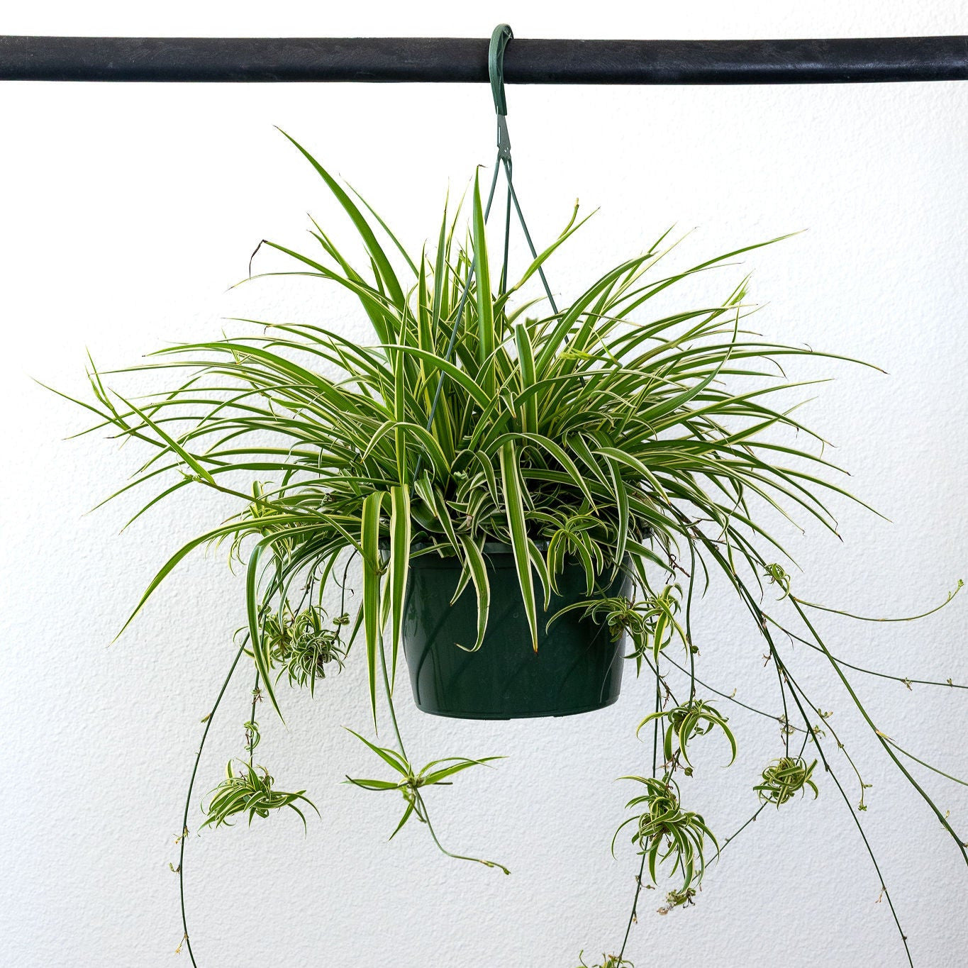 Spider Plant
