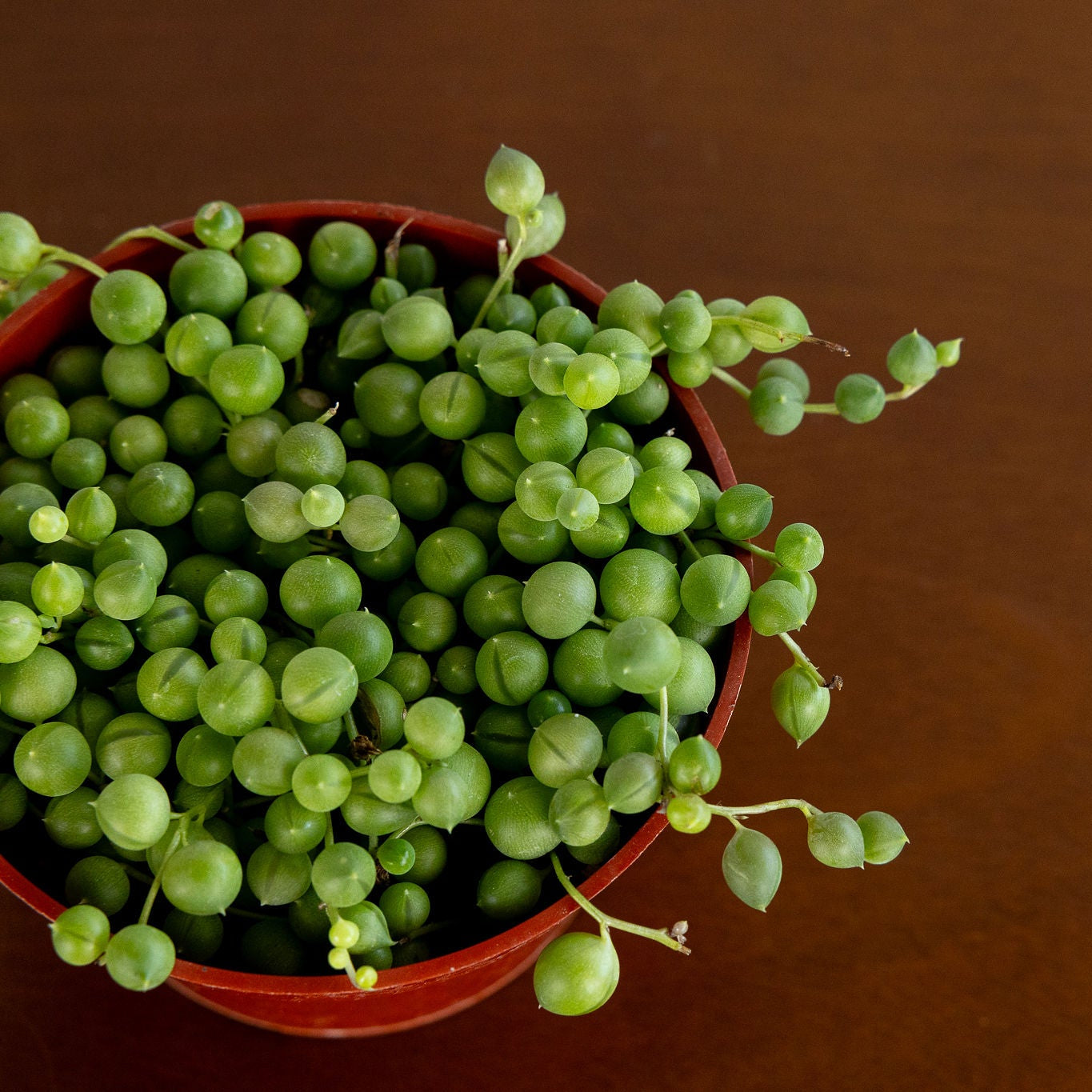 String of Pearls