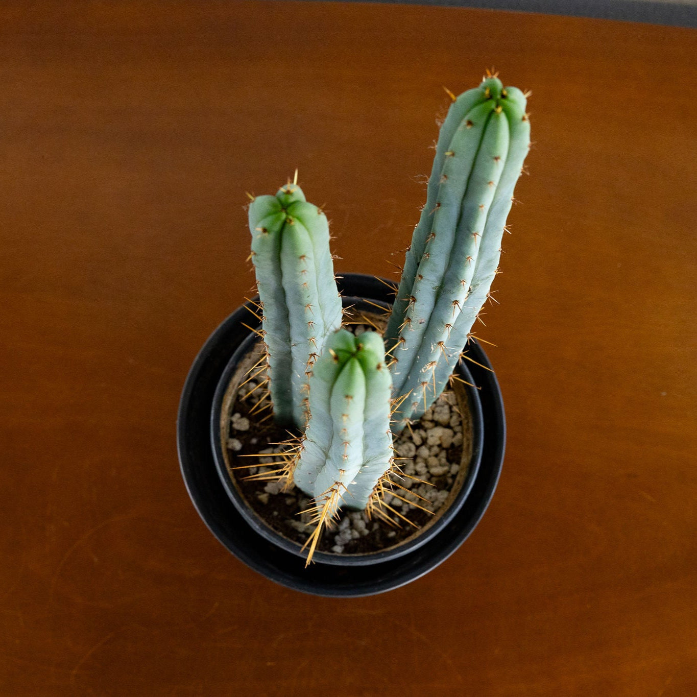 Trichocereus Bridgesii / Echinopsis Lageniformis (Bolivian Torch or Achuma)