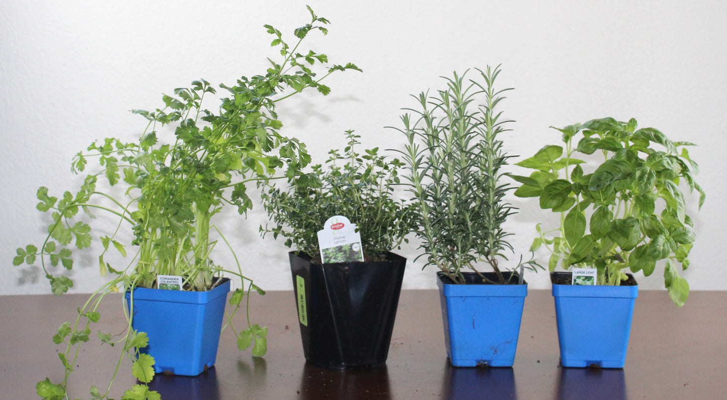DIY- Traditional Herb Bundle
