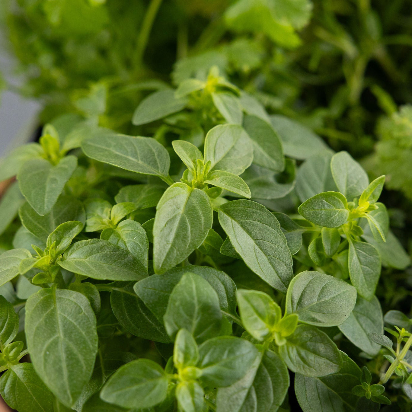 DIY- Traditional Herb Bundle