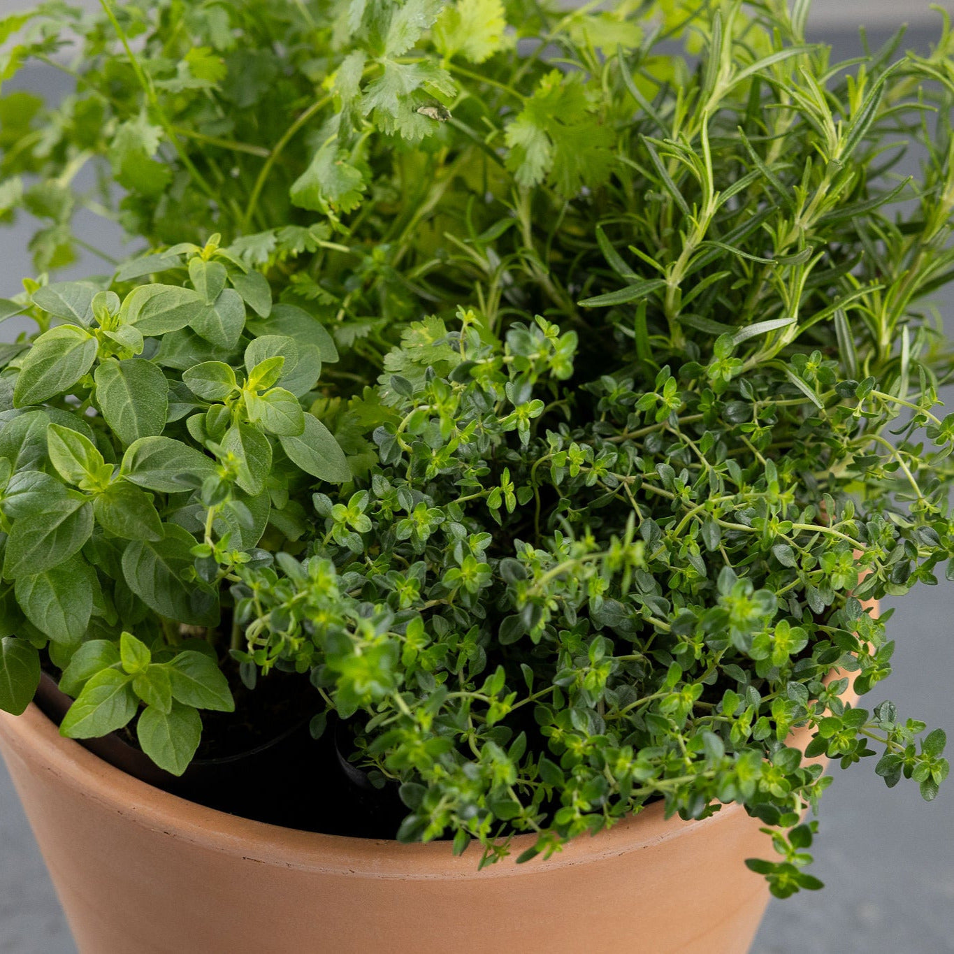 DIY- Traditional Herb Bundle