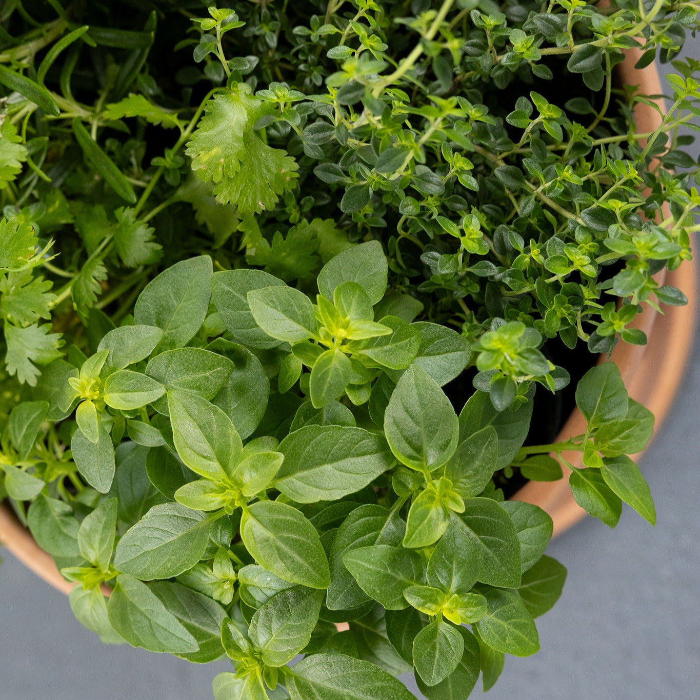 DIY- Traditional Herb Bundle