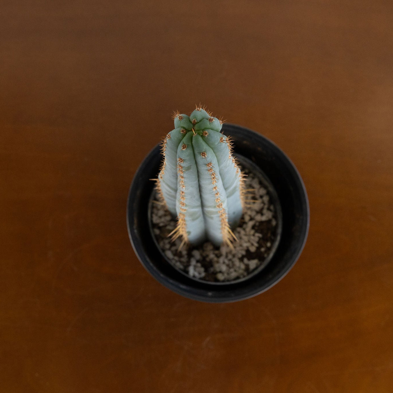 Trichocereus Peruvanus ‘Blue Ogun’