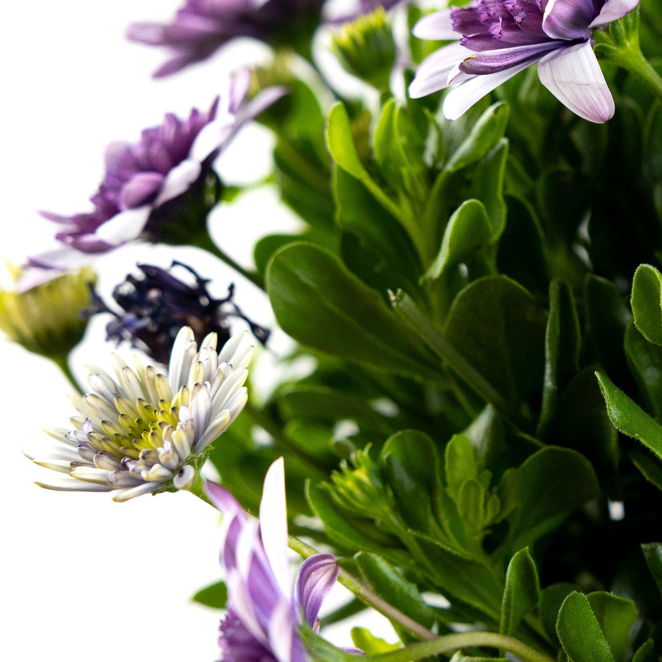 Daisy, African - Violet Ice