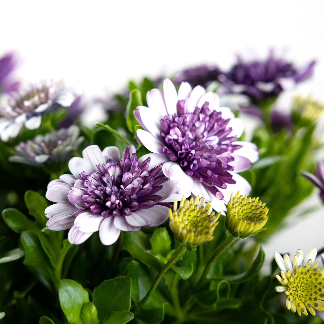 Daisy, African - Violet Ice