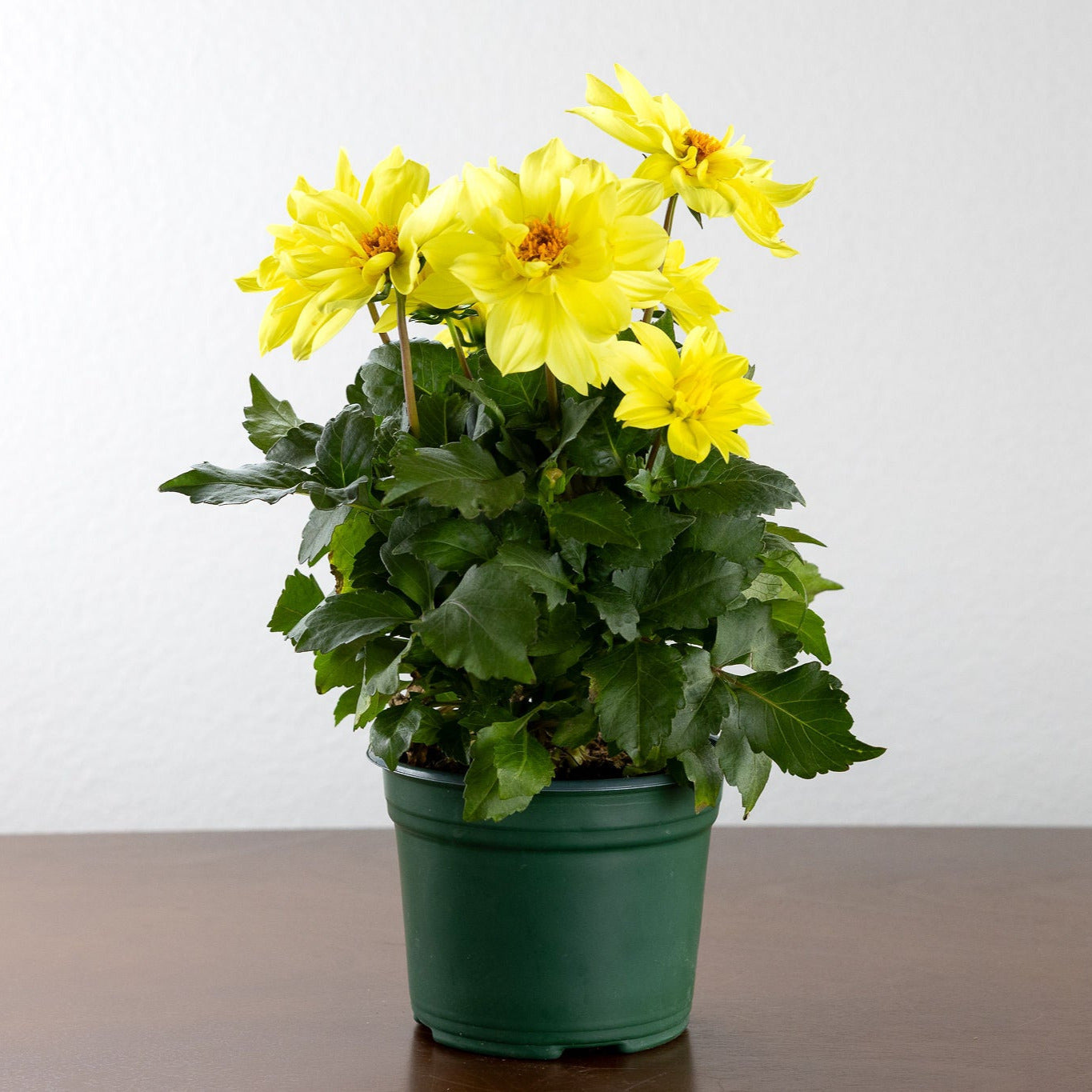 Dahlia, Yellow