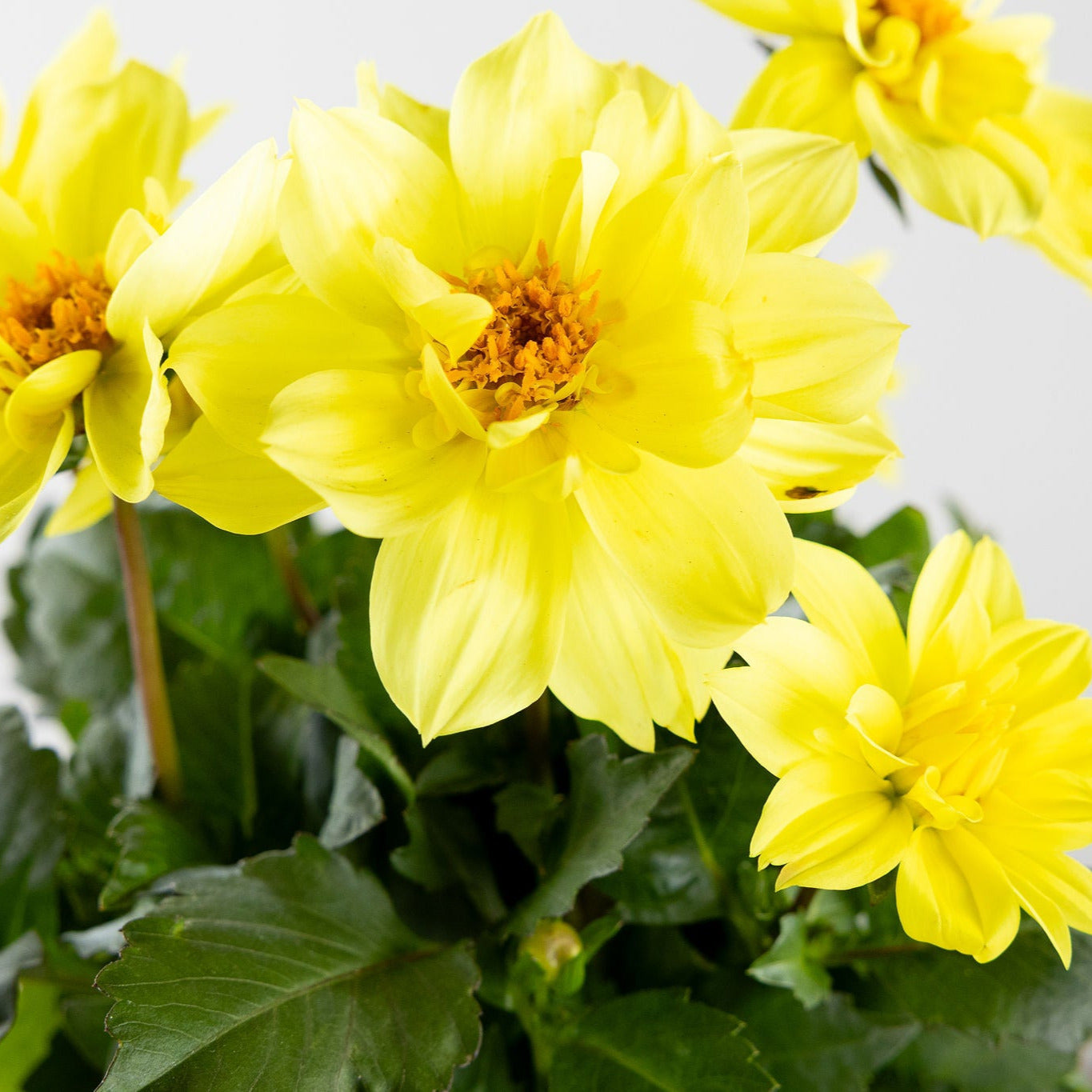 Dahlia, Yellow