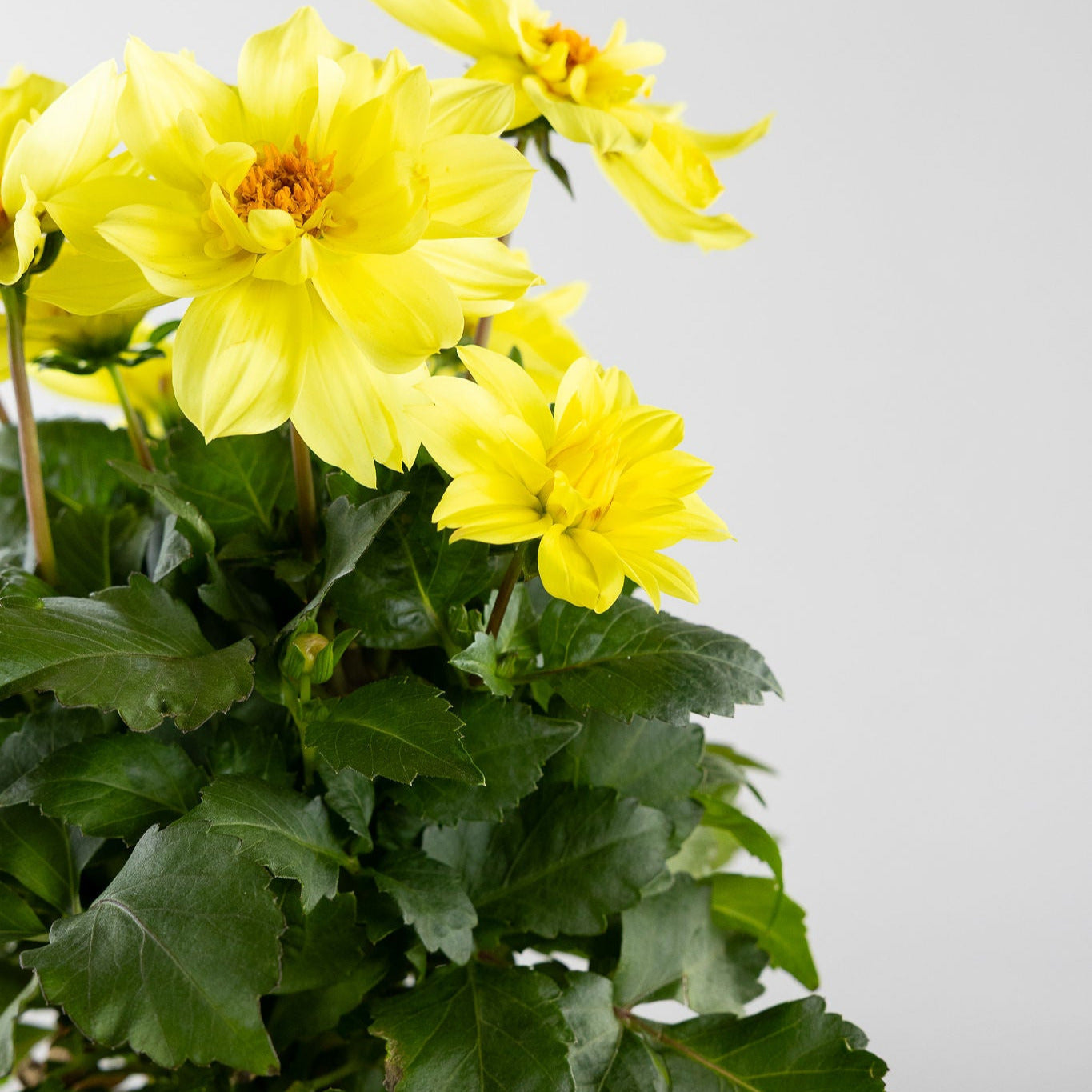 Dahlia, Yellow