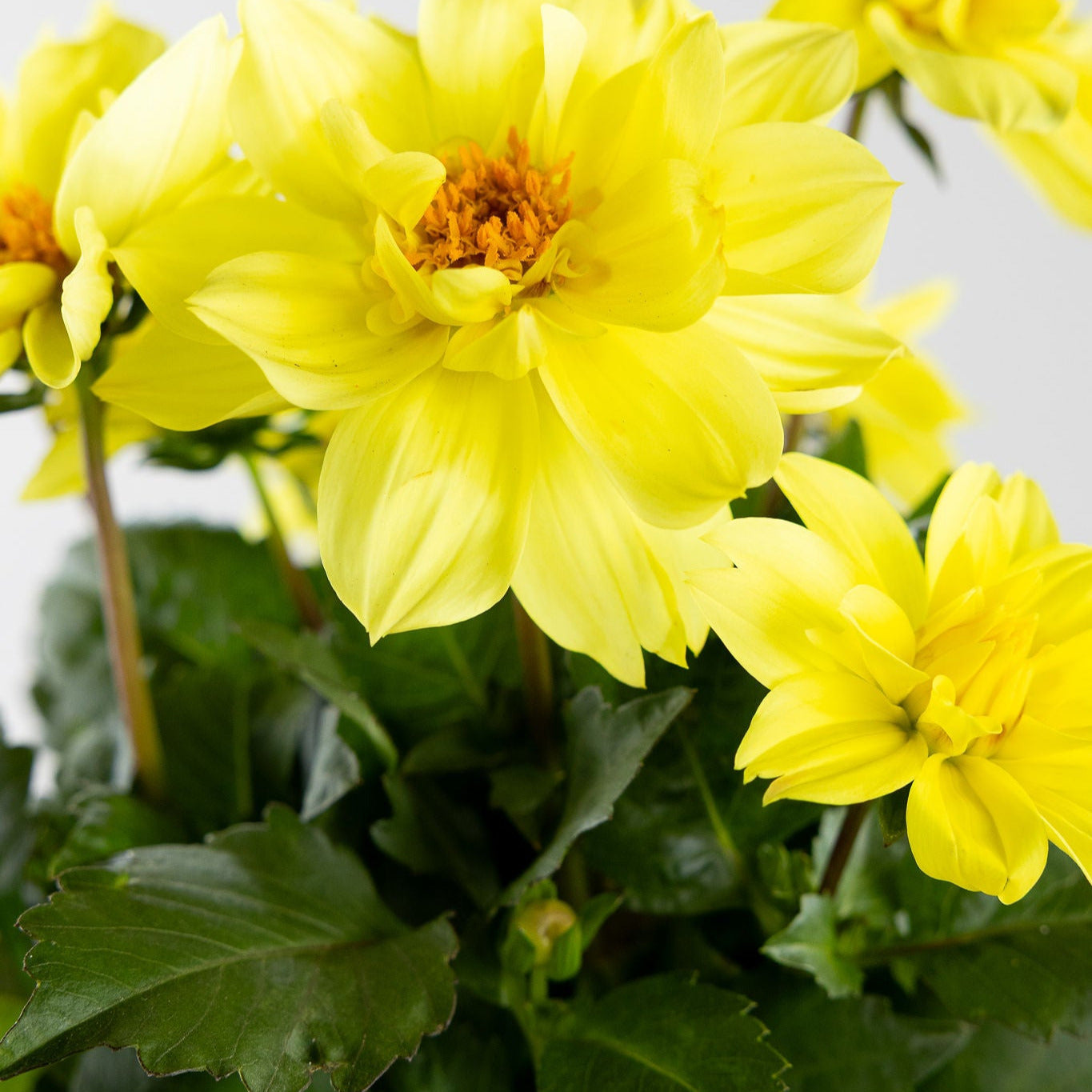 Dahlia, Yellow