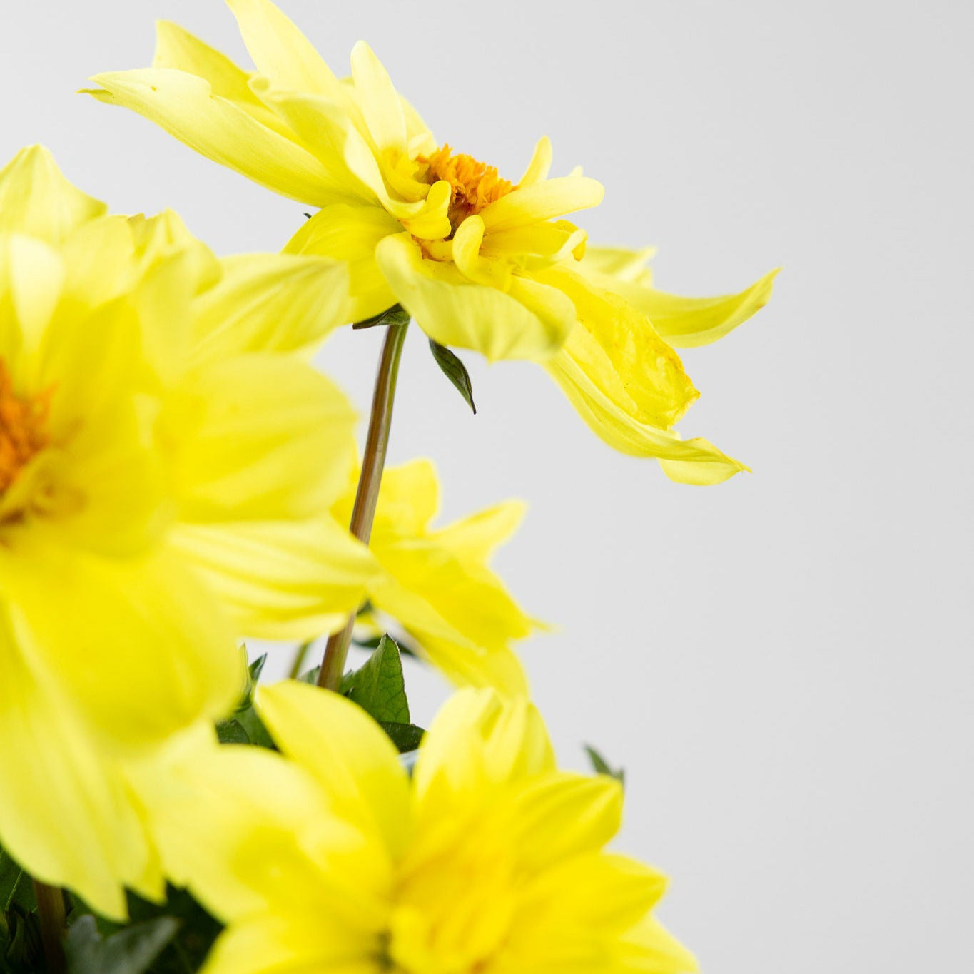 Dahlia, Yellow