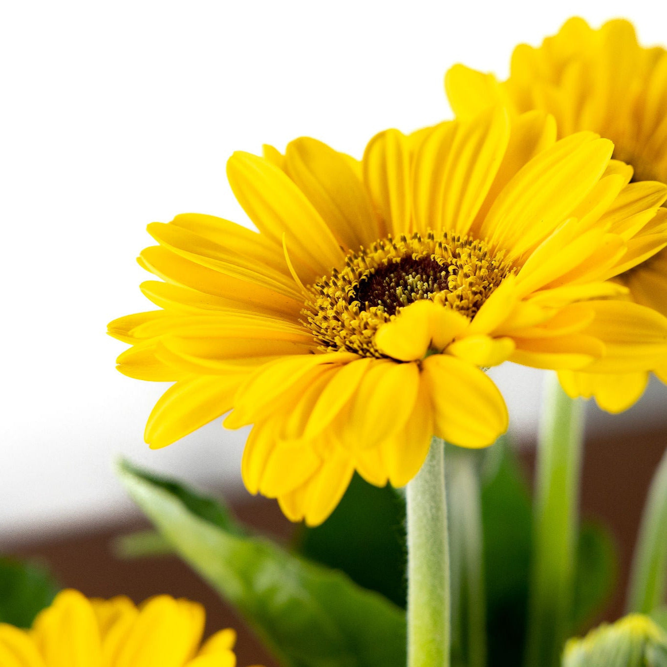 Gerber Daisy, Yellow or Pink