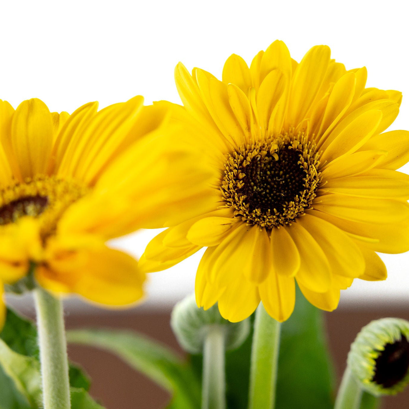 Gerber Daisy, Yellow or Pink