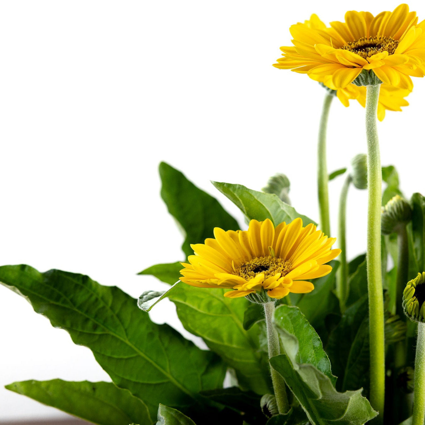Gerber Daisy, Yellow or Pink