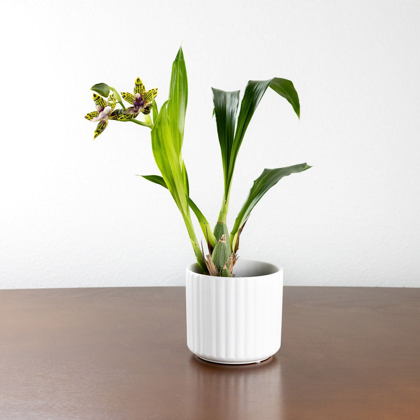 Orchid, Zygopetalum with a 4 inch Terracotta Pot