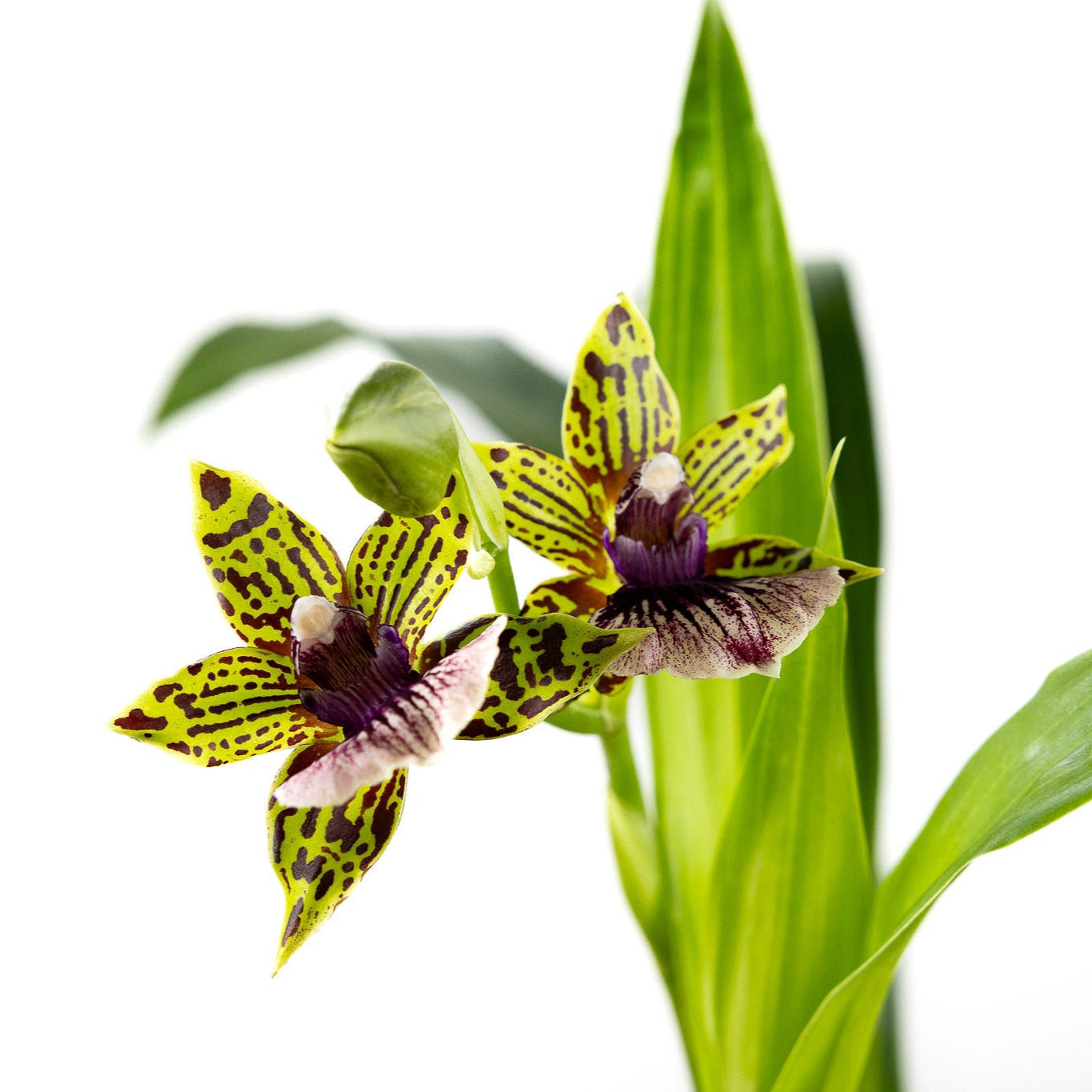 Orchid, Zygopetalum with a 4 inch Terracotta Pot