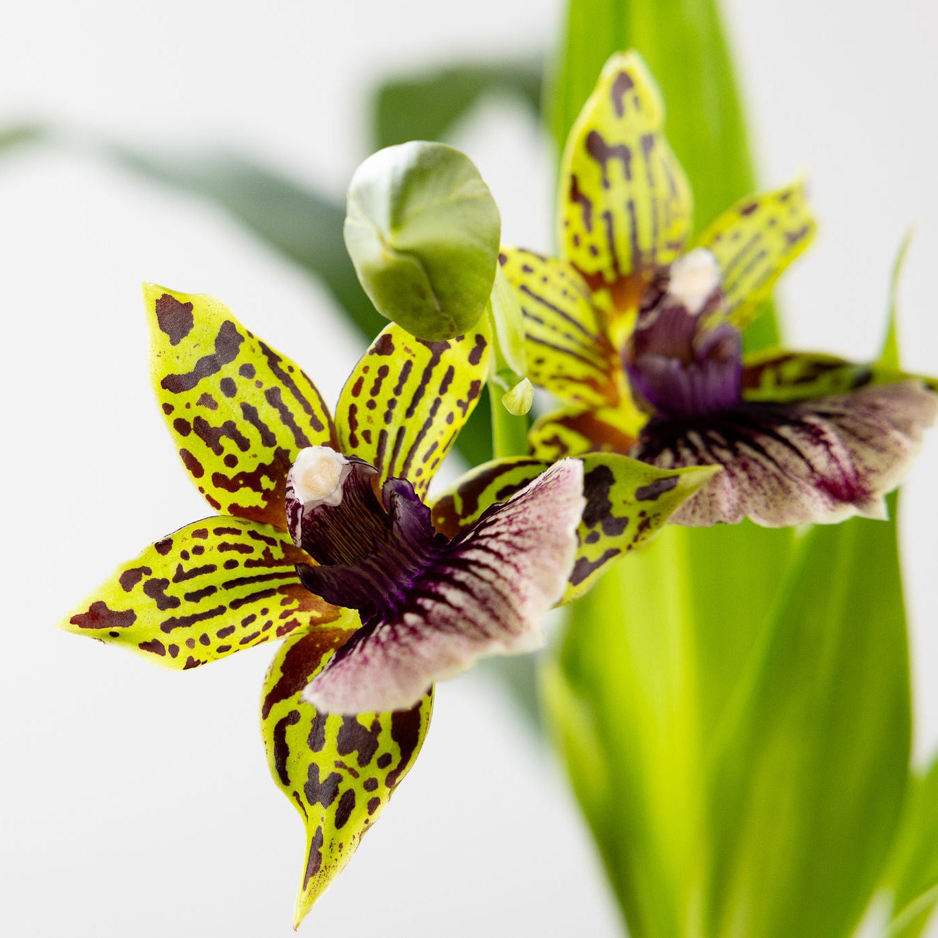 Orchid, Zygopetalum with a 4 inch Terracotta Pot