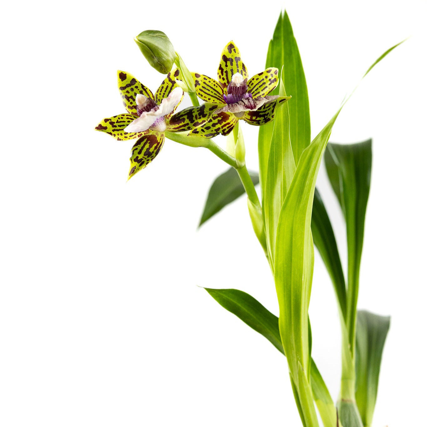 Orchid, Zygopetalum with a 4 inch Terracotta Pot