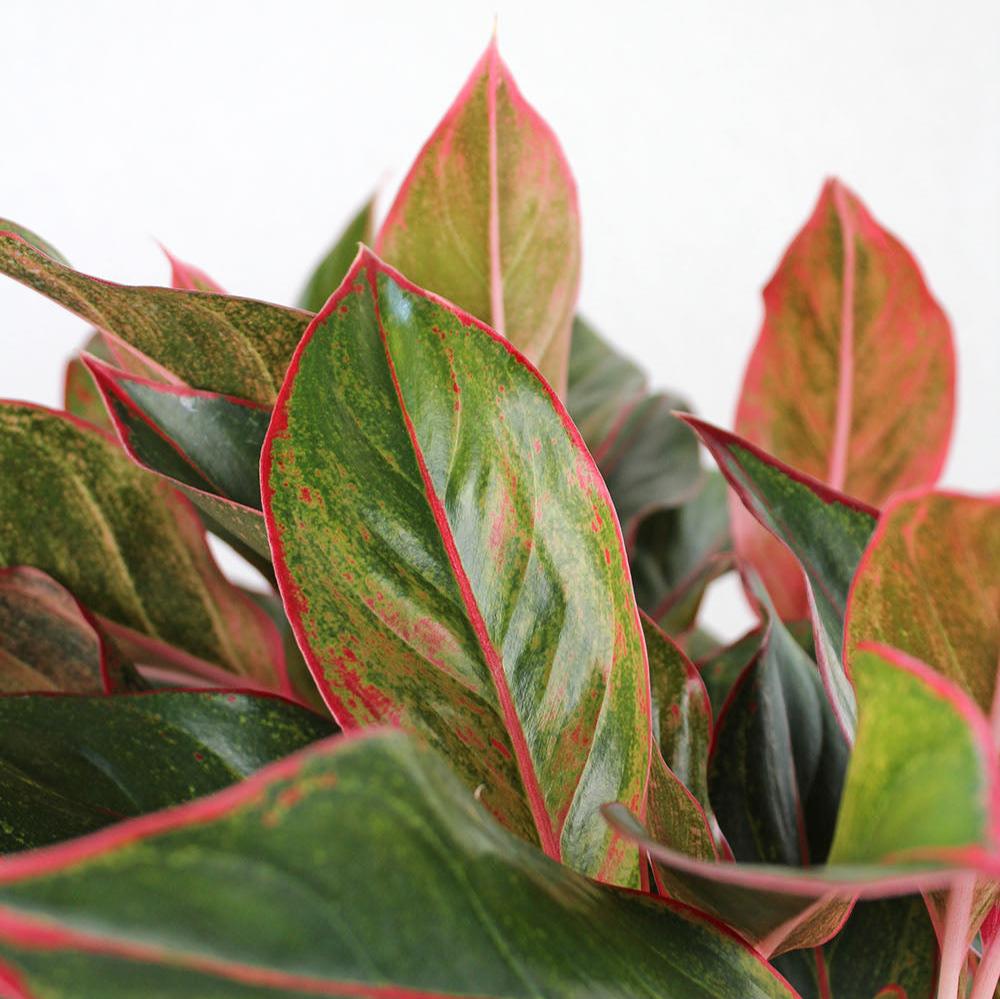 Aglaonema 'Siam Red'
