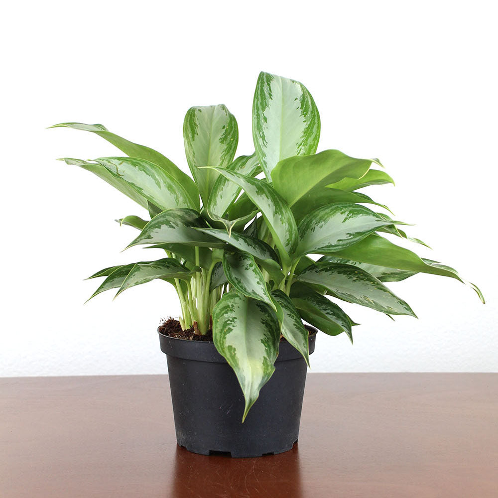aglaonema commutatum silver bay Aglaonema Silver Bay - 50 cm - Easy indoor plant - Air-purifying - Low light - Shade-loving