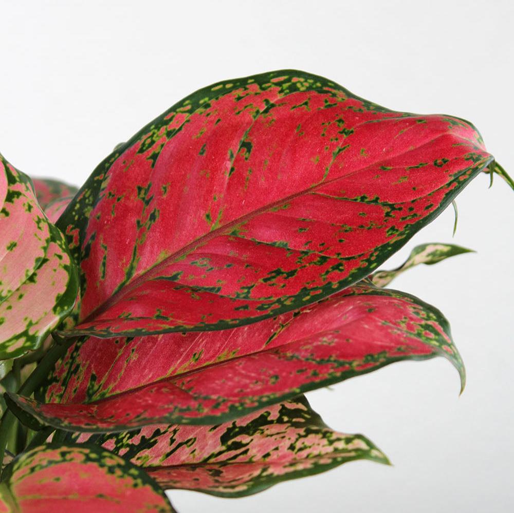 Aglaonema 'Very Red'