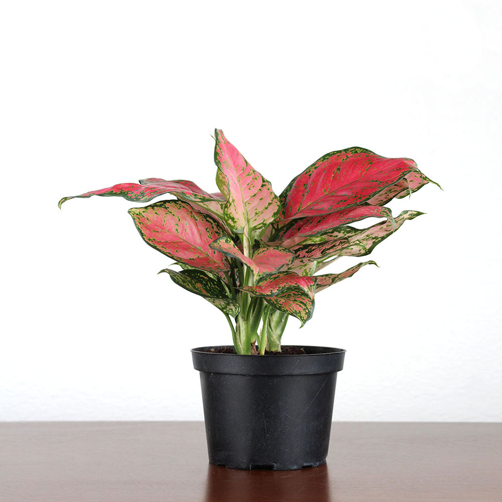 aglaonema rich red Aglaonema 'Very Red' – GreenHouse.shop
