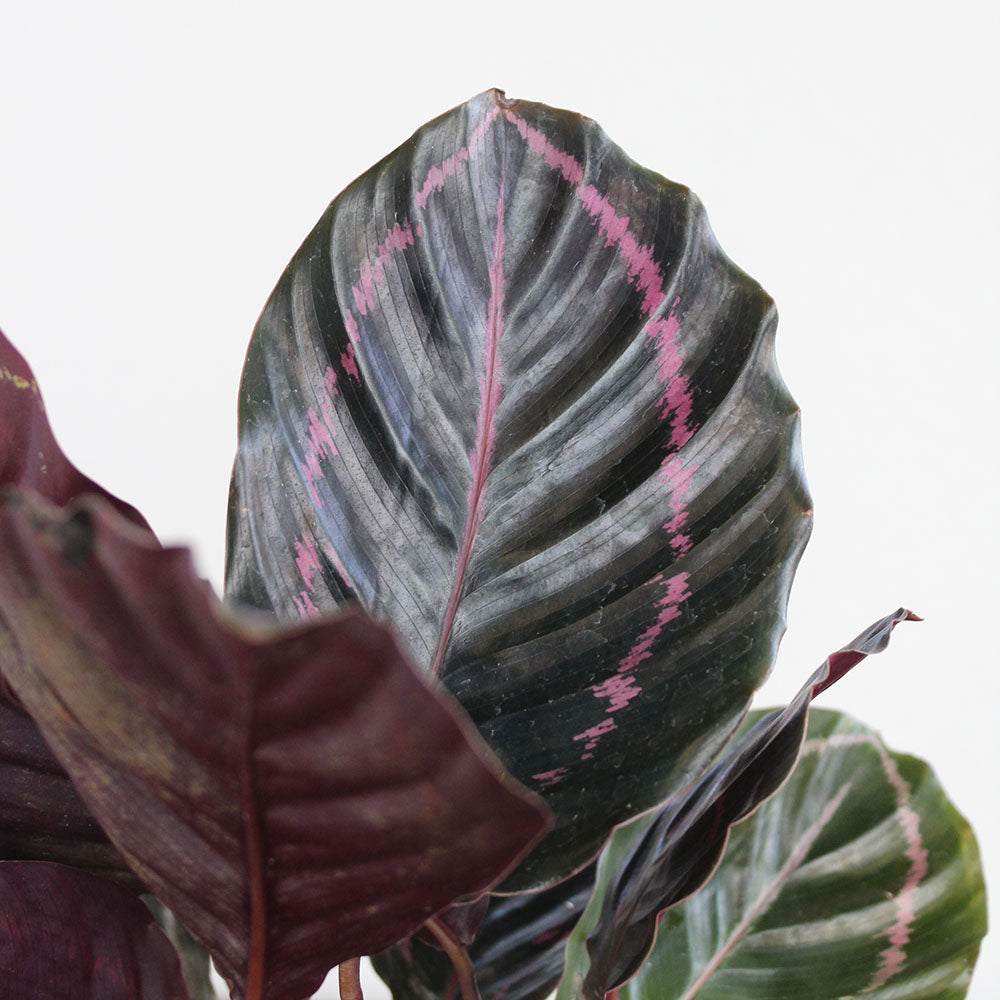 Calathea 'Dottie', Potted Gift