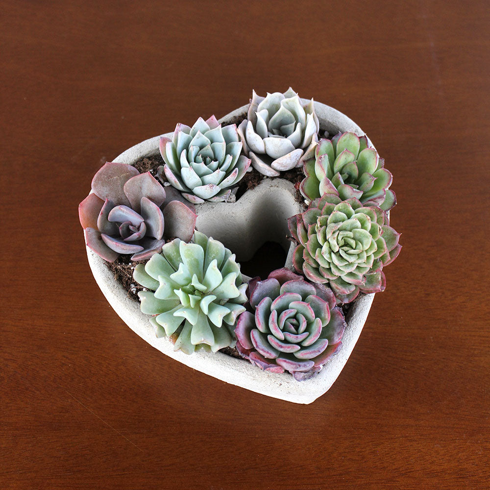 Succulent Heart - a concrete heart full of succulents