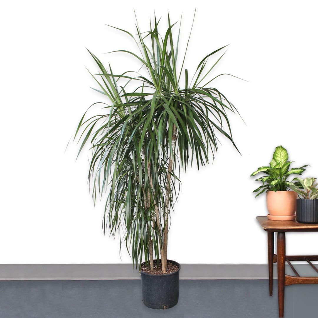 dracaena massangeana kaufen Dracaena Marginata – GreenHouse.shop
