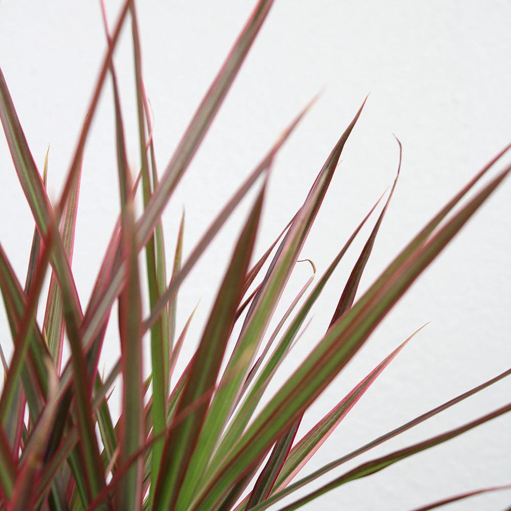Dracaena 'Colorama'