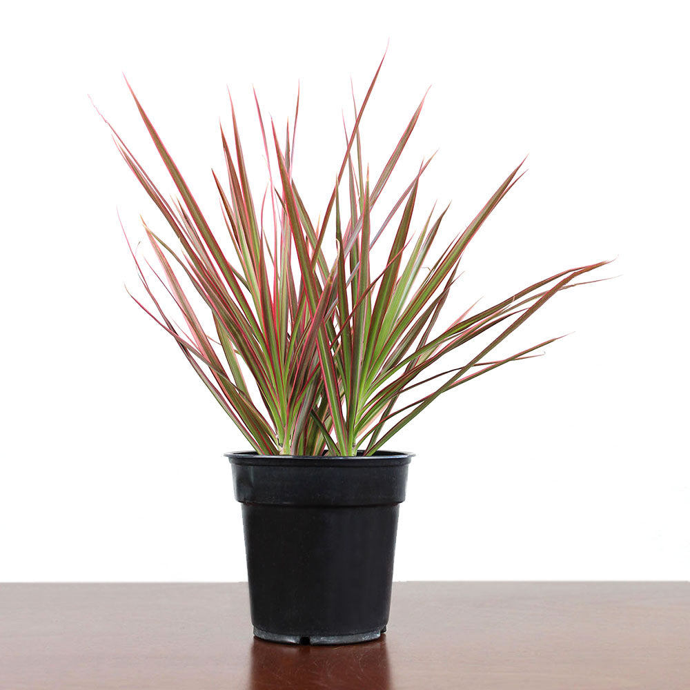 dracaena marginata colorama plant Dracaena 'Colorama' – GreenHouse.shop