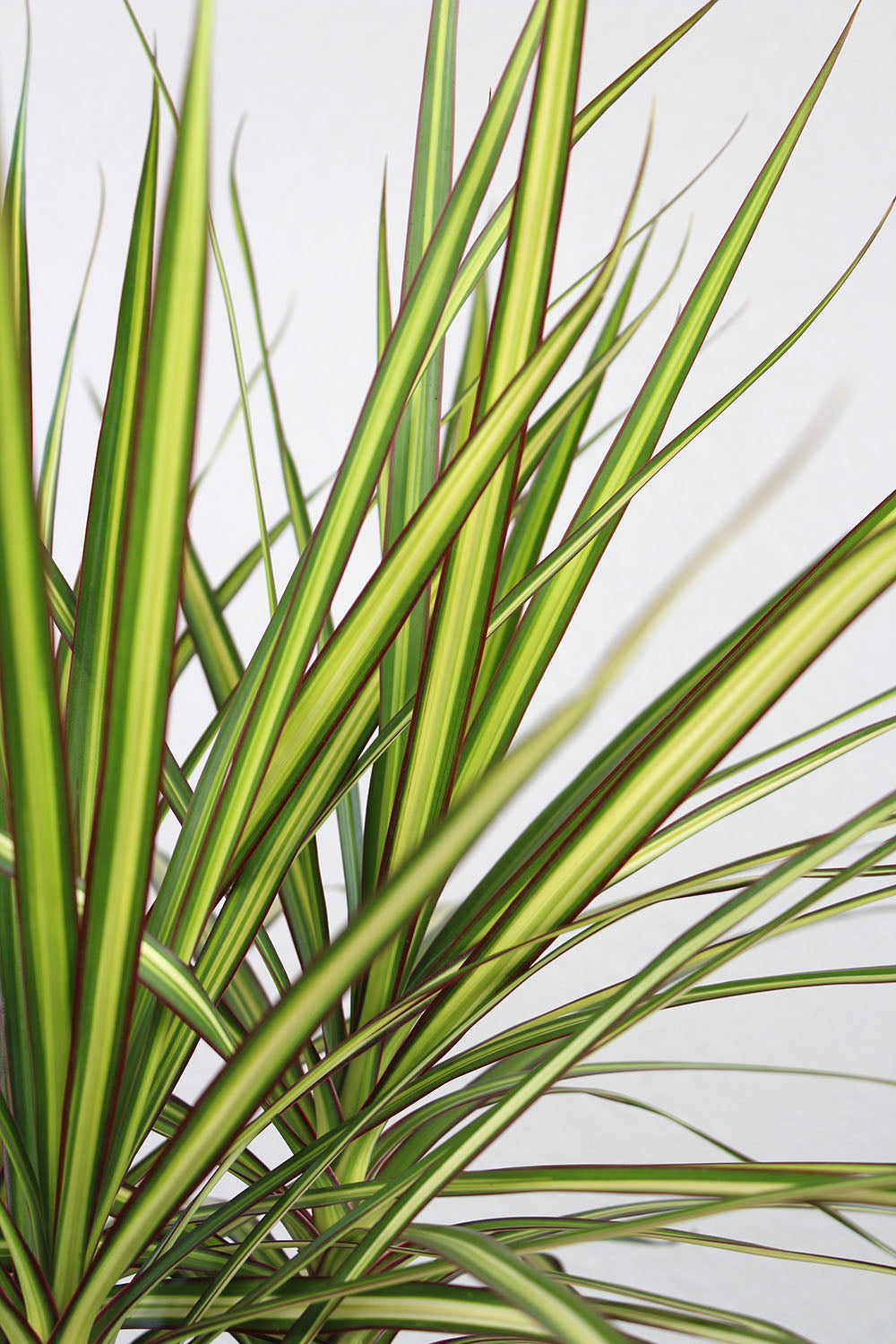 Dracaena 'Ray of Sunshine'