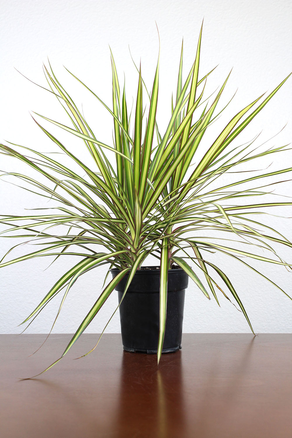 sunshine dracaena Dracaena 'Ray of Sunshine' – GreenHouse.shop