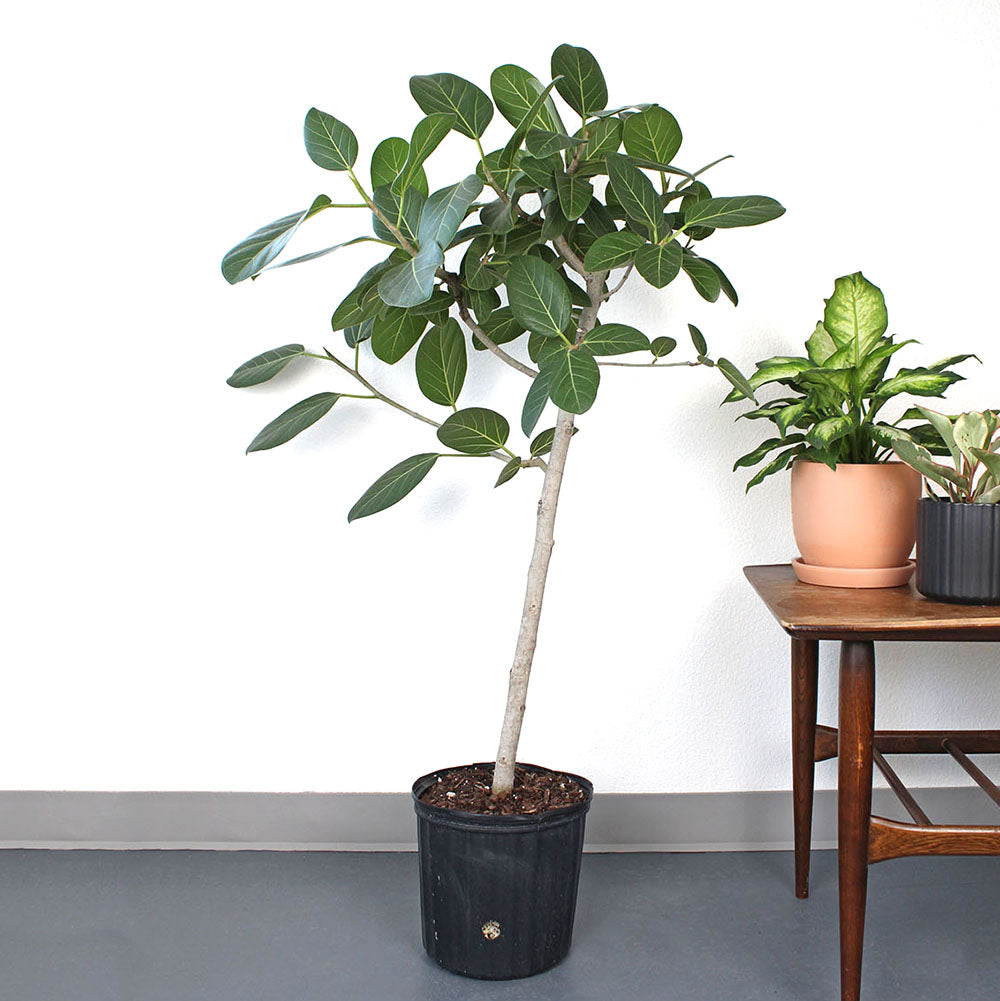 audrey pole ficus Ficus 'Audrey' – GreenHouse.shop