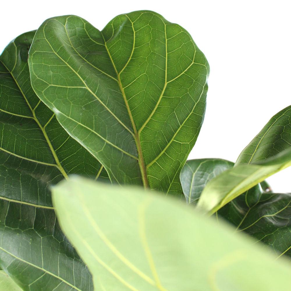 Ficus 'Lyrata', Fiddle Leaf Fig