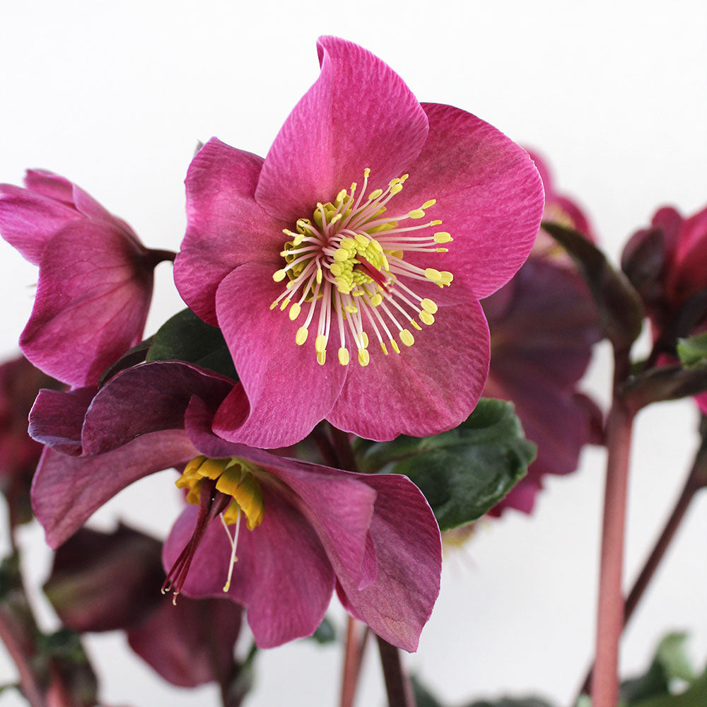 Helleborus Plant, Potted Gift