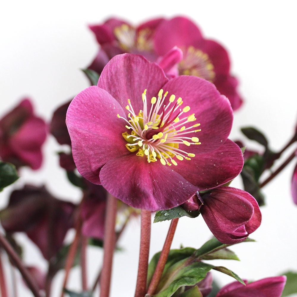 Helleborus Plant, Potted Gift