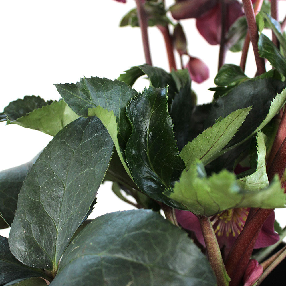 Helleborus Plant, Potted Gift