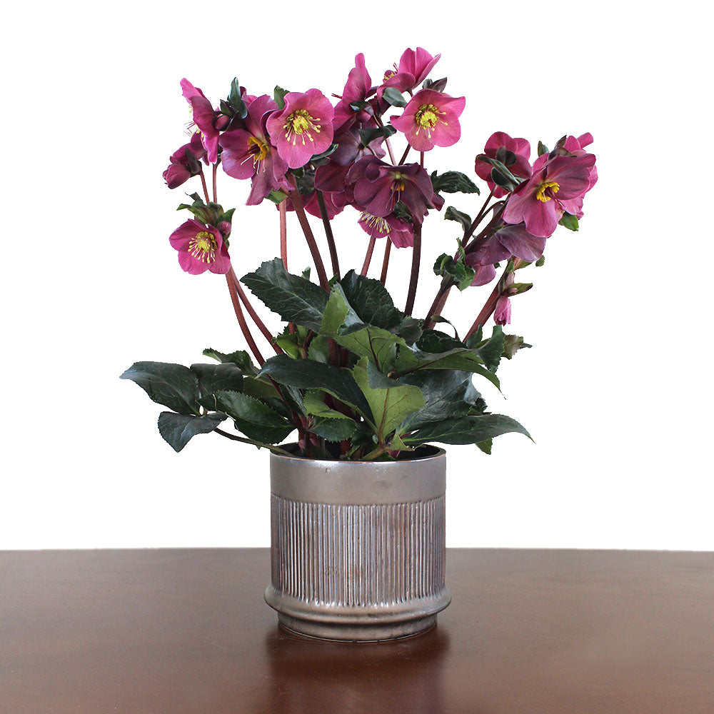 Helleborus potted plant in a 6.5'' neutral ceramic pot, featuring long-lasting winter-to-spring blooms. A unique, enduring gift that adds a touch of wild charm to indoor spaces year after year.