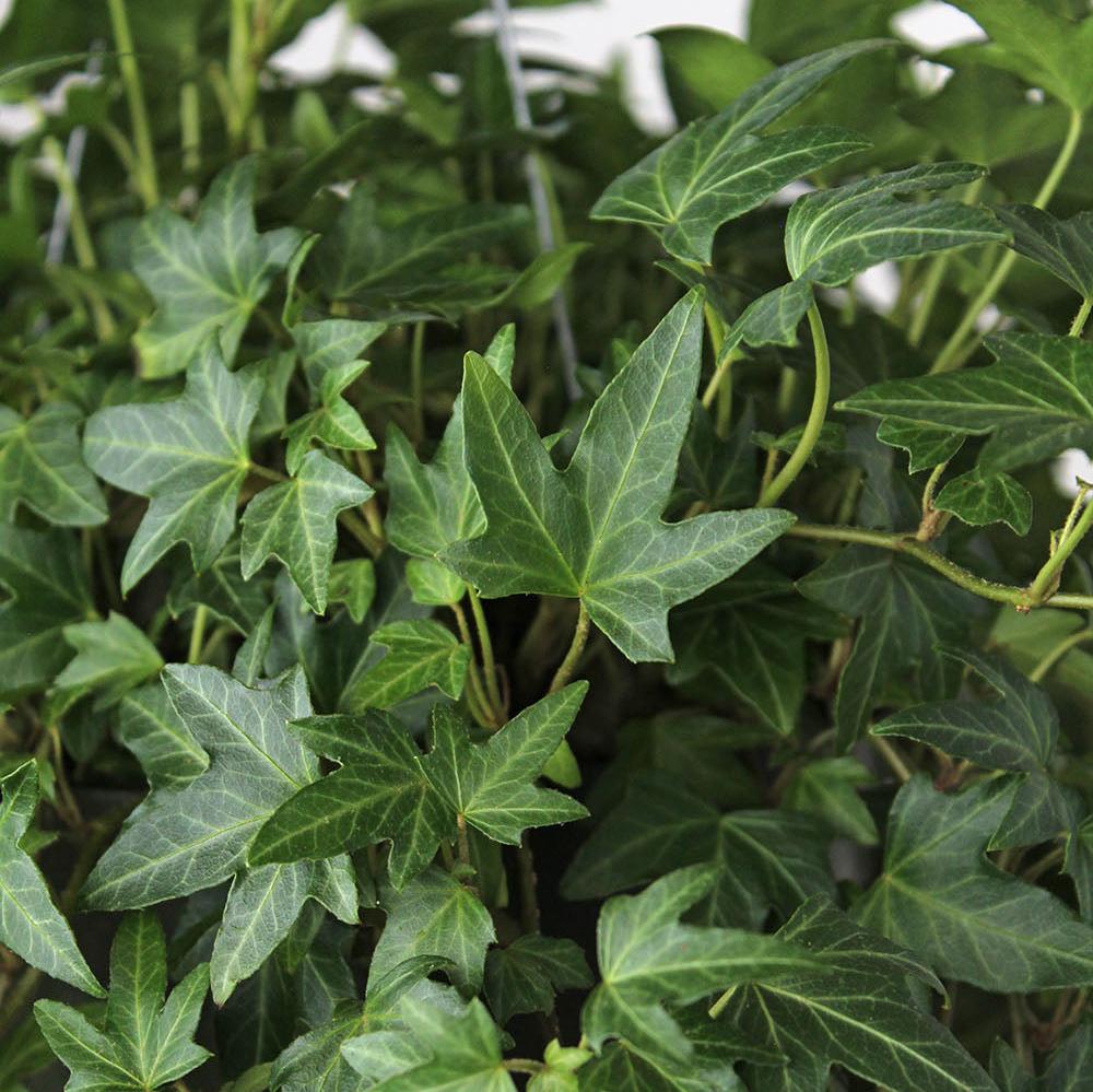 English Ivy 'Needlepoint'