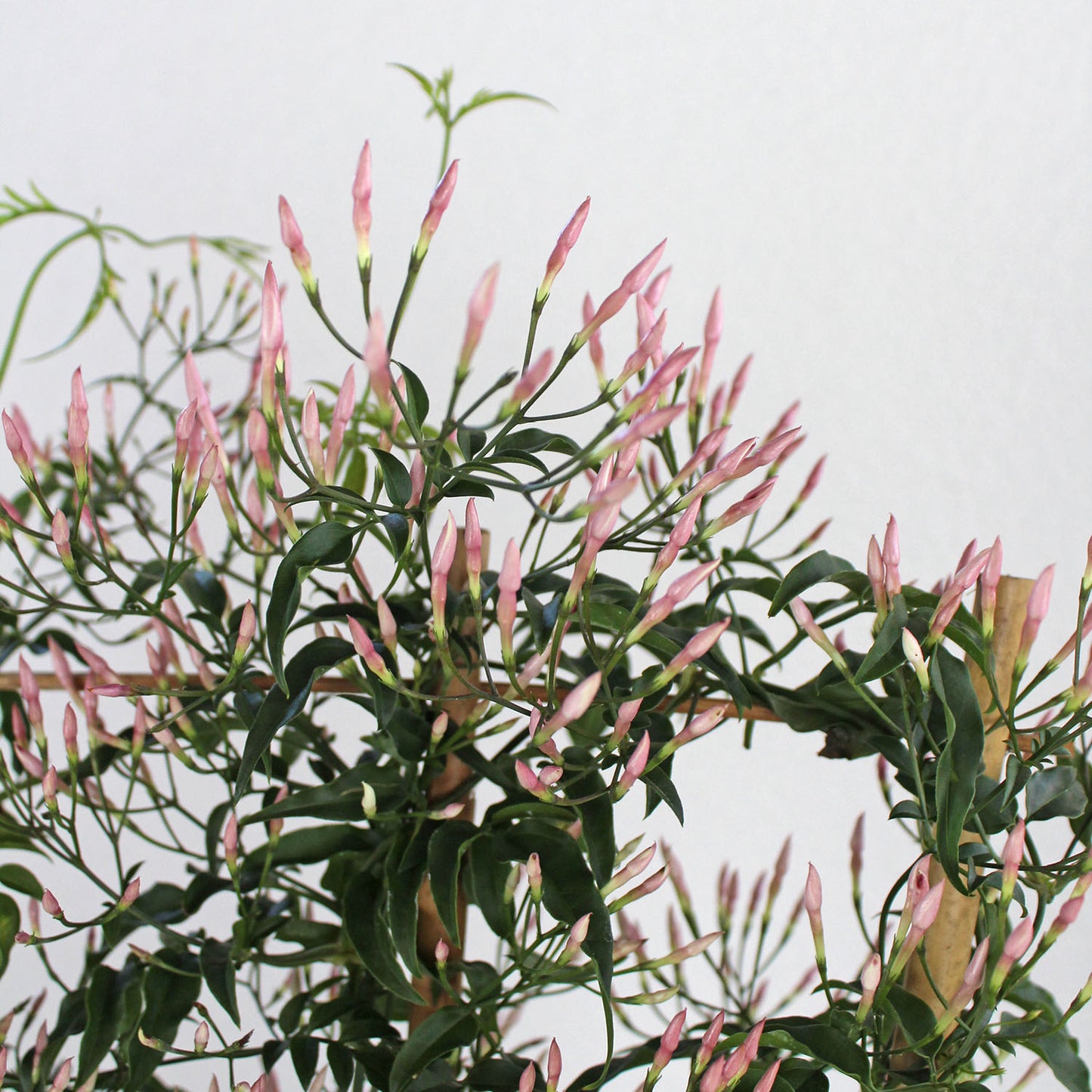 Jasmine Plant, Potted Gift with Trellis