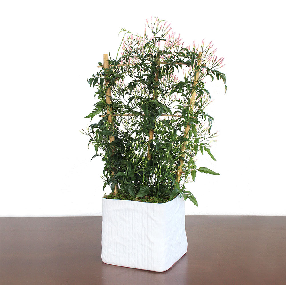Jasmine Plant, Potted Gift with Trellis