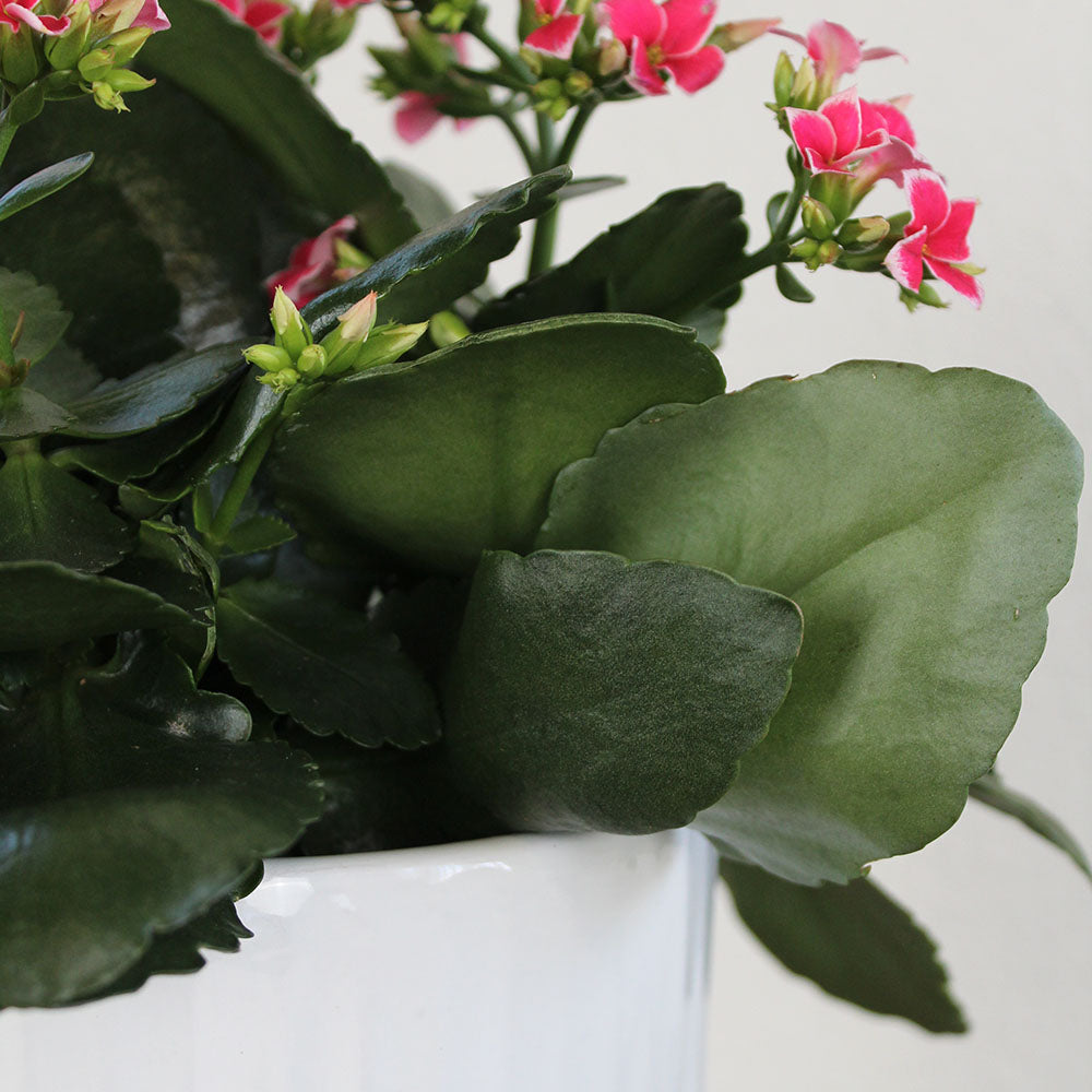 Kalanchoe Plant, Potted Gift