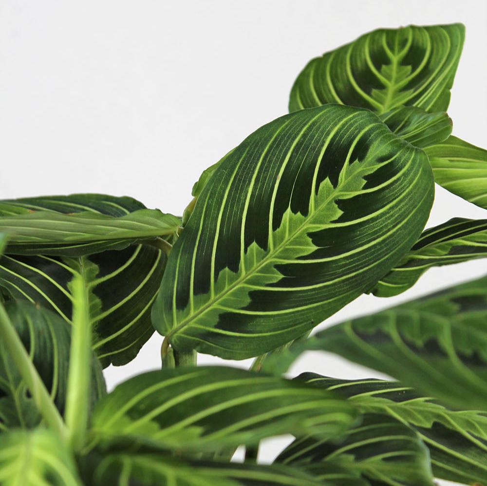 Maranta 'Lemon Lime'